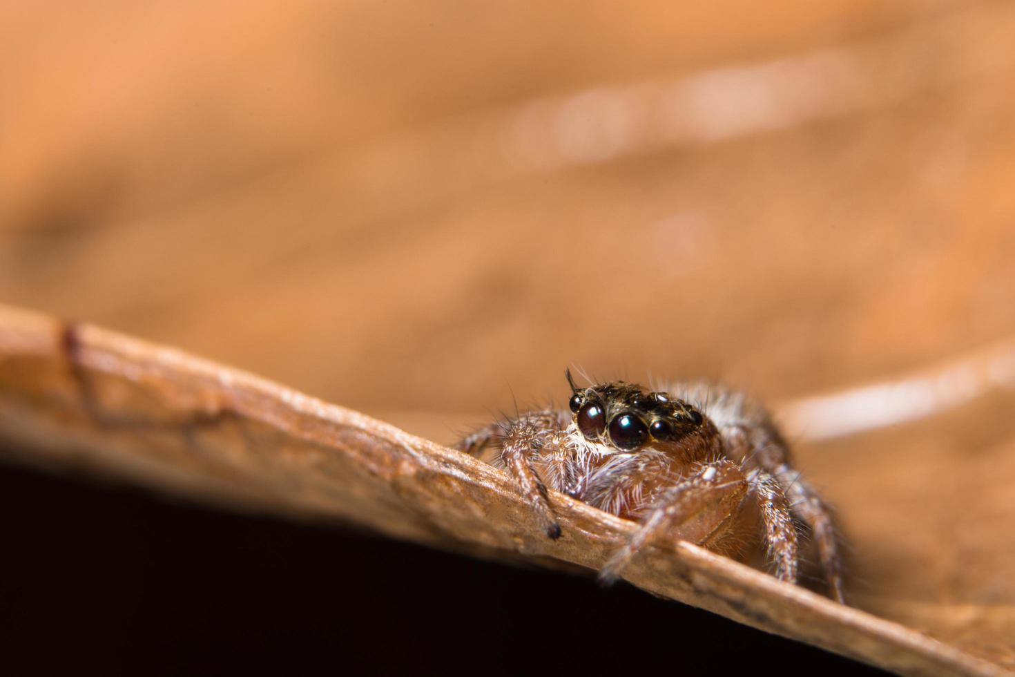 araña en una hoja foto