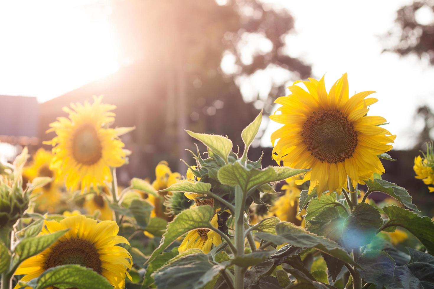 Sunshine on sunflowers photo