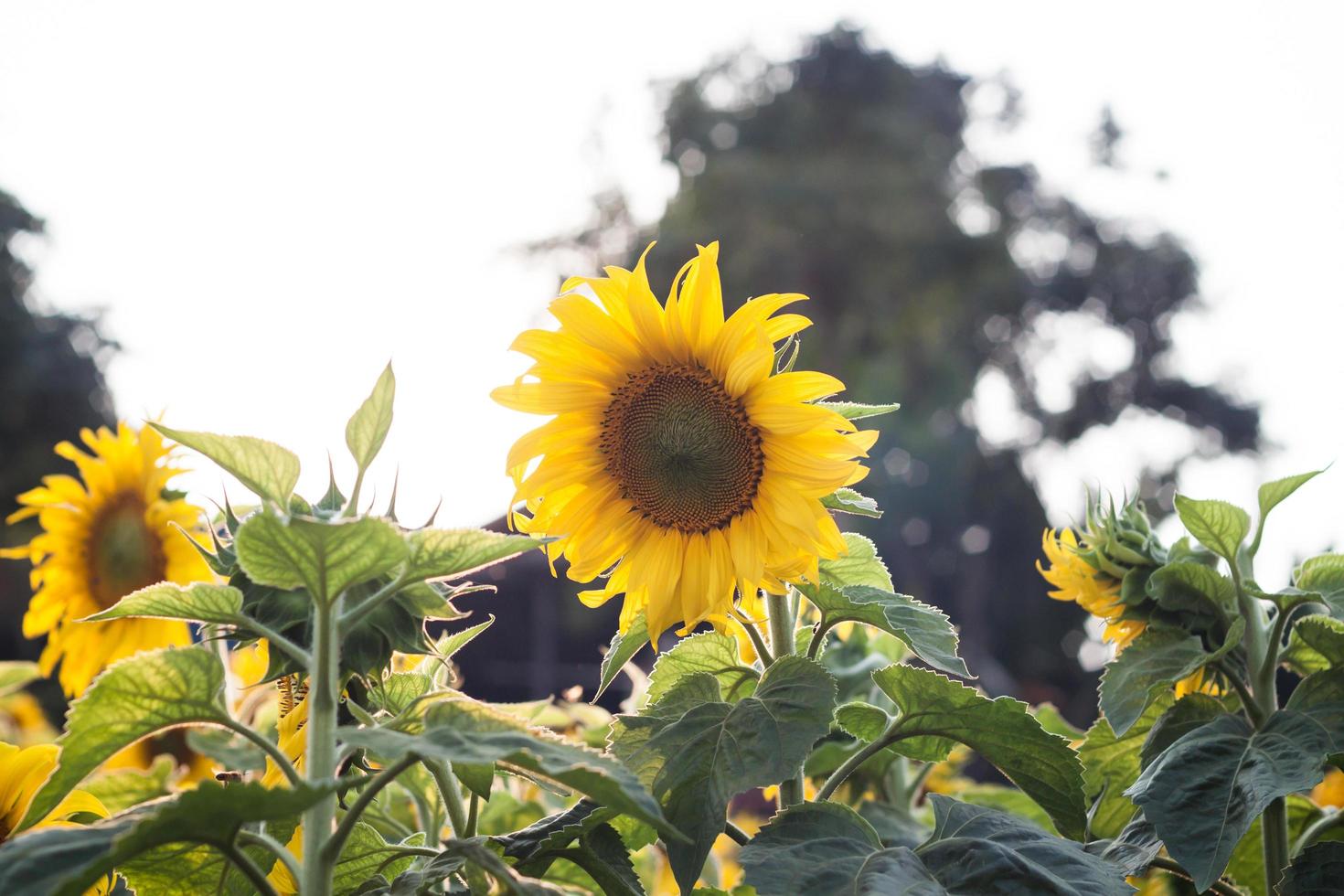 Beautiful sunflowers outside photo