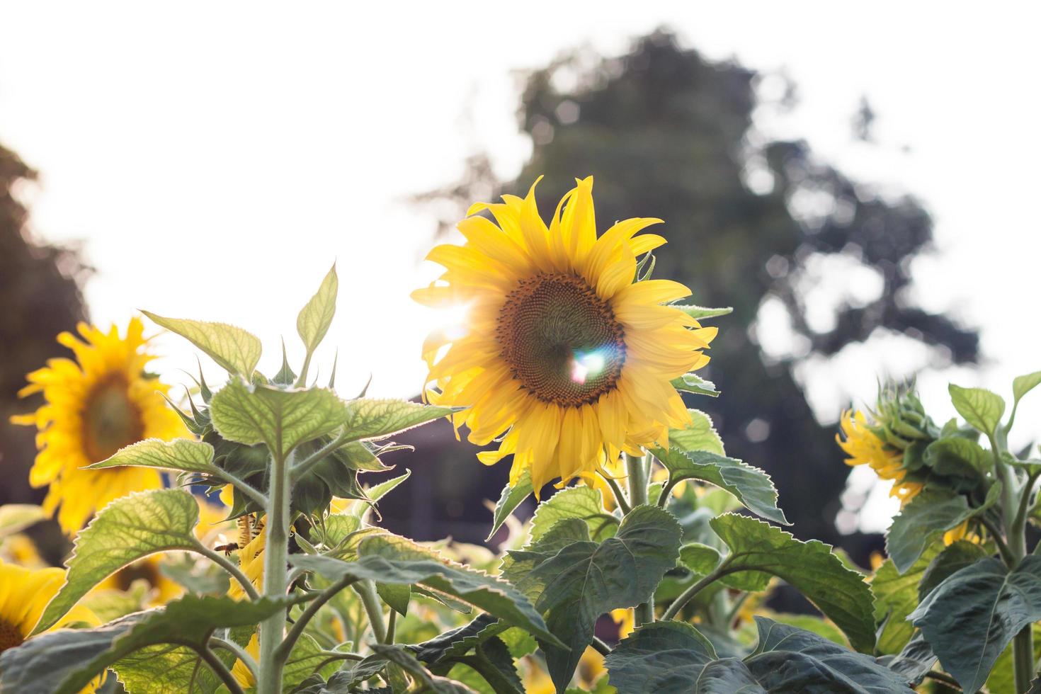 Sunflowers in sunshine photo