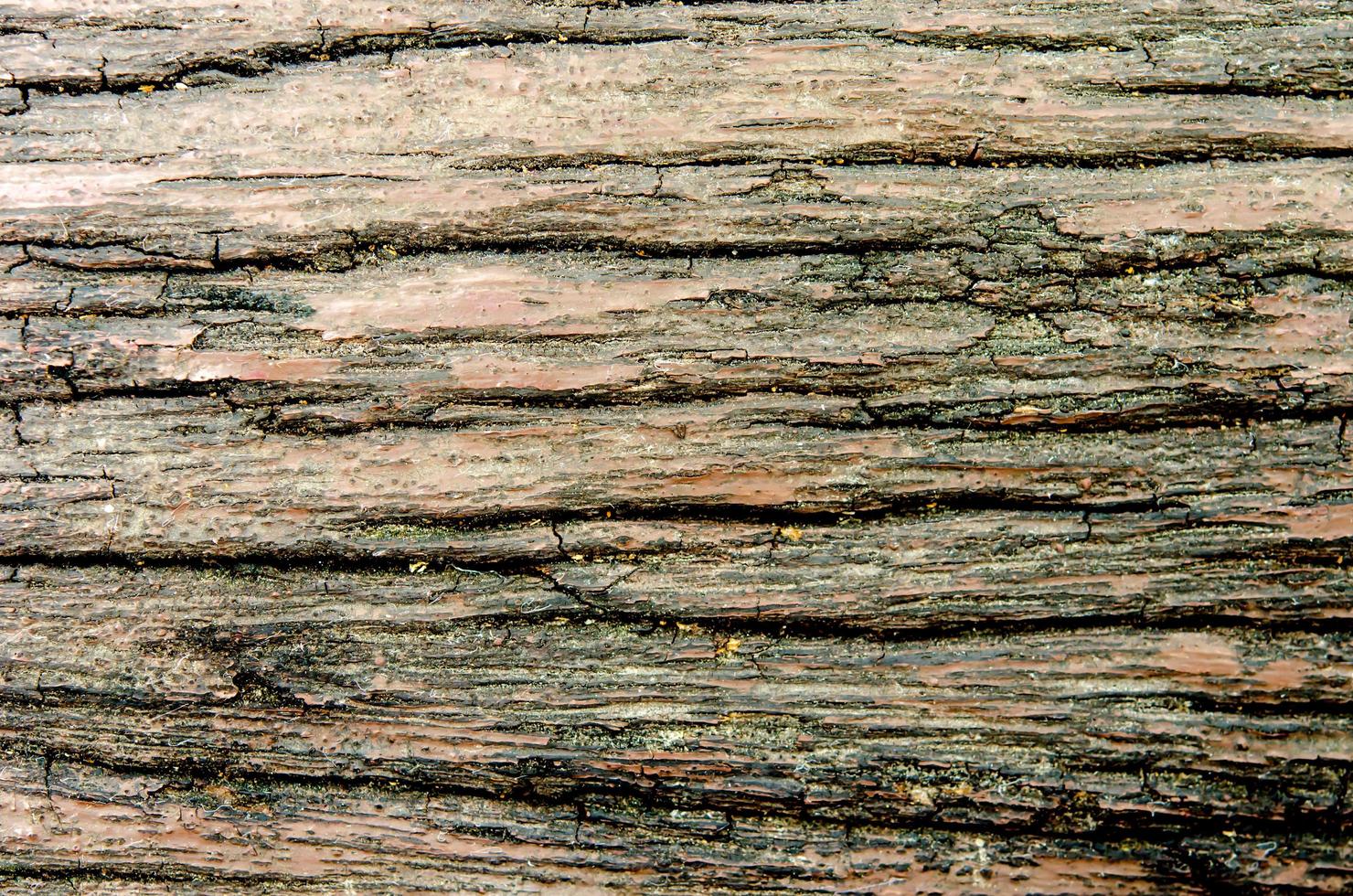 Rustic wood texture photo