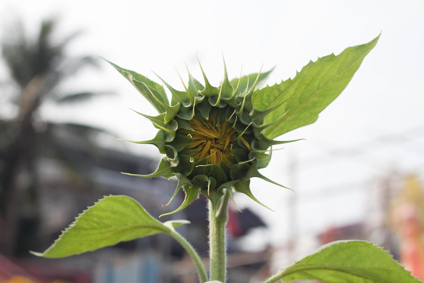 primer plano, de, un, capullo de girasol foto