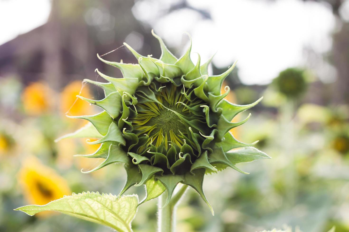 Close-up of a sunflower bud during the day photo