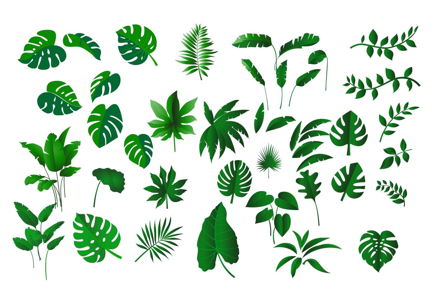 Tropical leaves collection vector