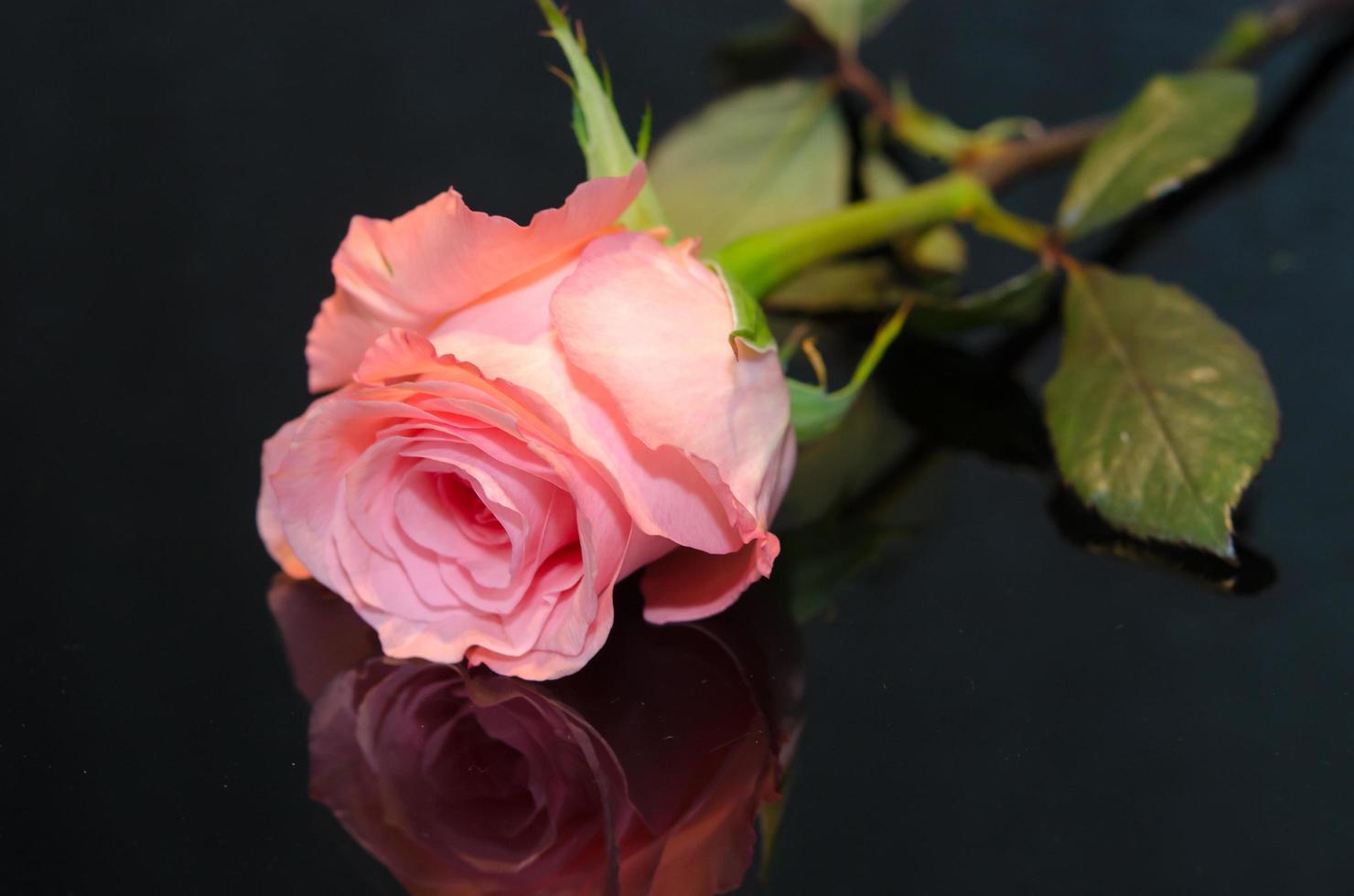 Pink rose on a black background photo