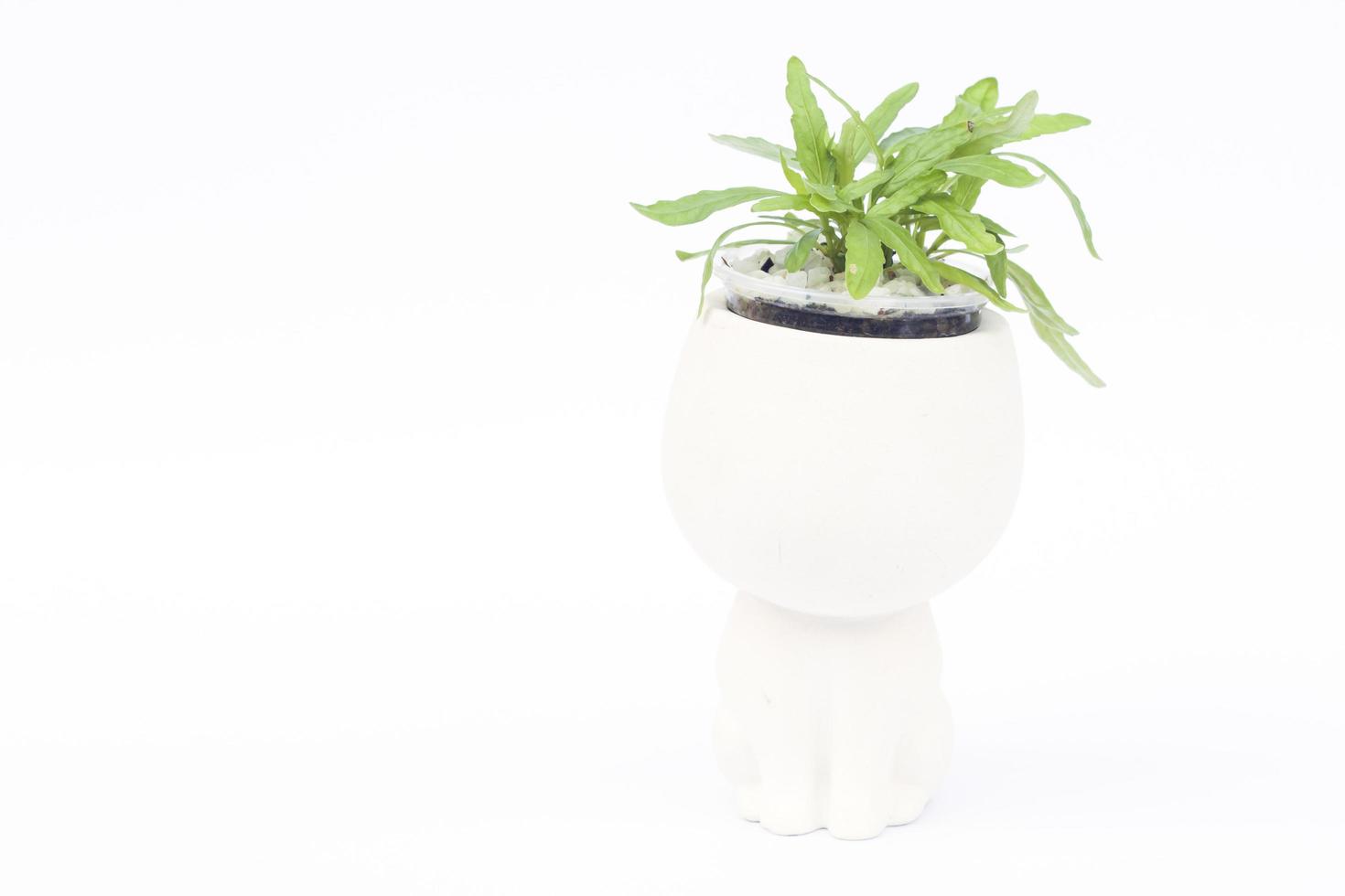 Green plant in pot with copy space photo