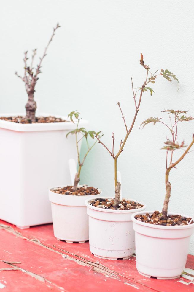 Potted plants in a row photo