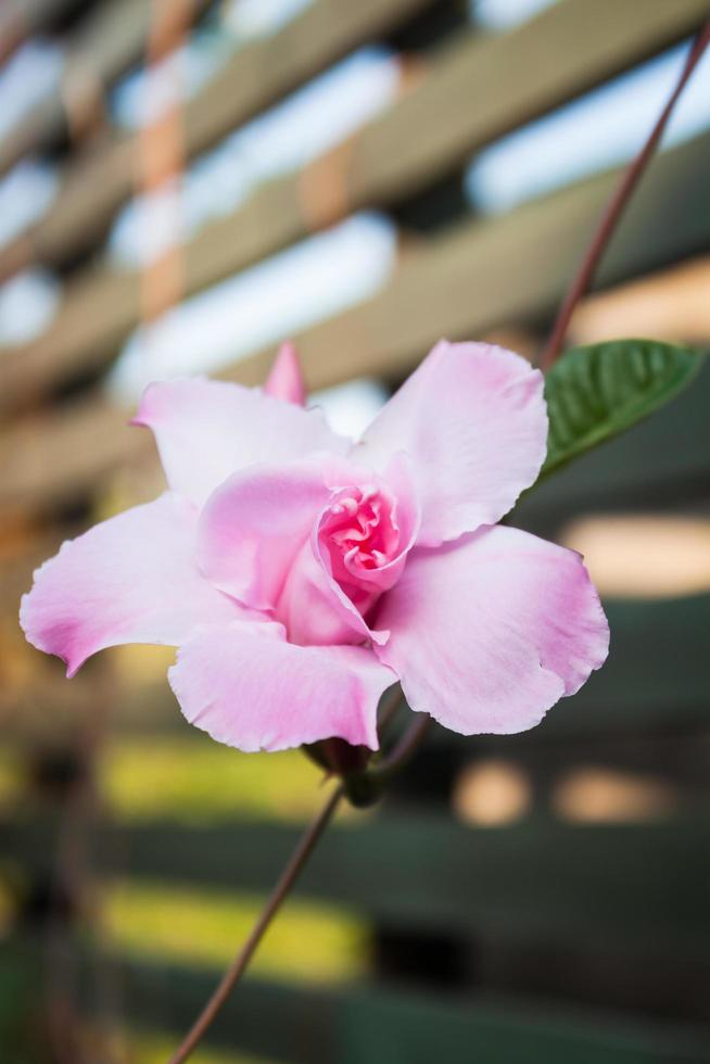 Close-up of a pink rose outside photo