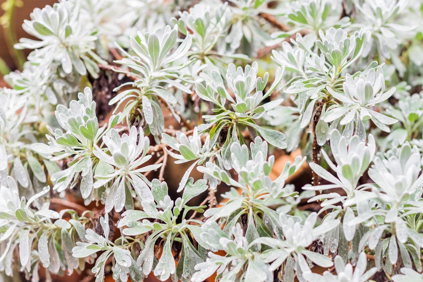 Close-up of green leaves on a bush photo