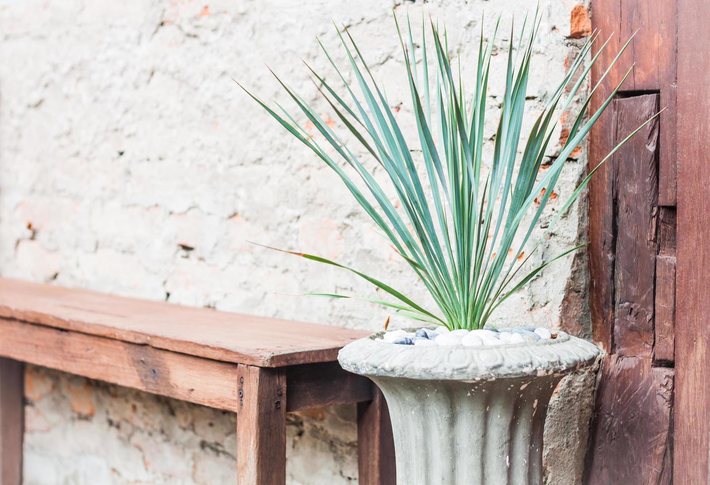 Planta en maceta en una jardinera de hormigón foto