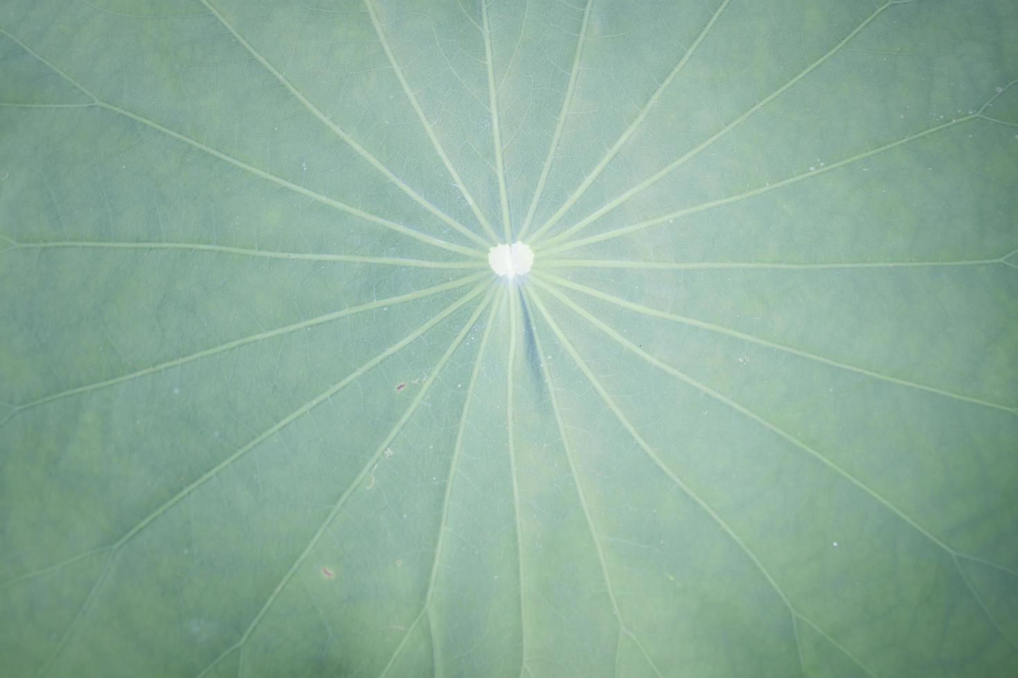 Close-up of a lotus leaf photo