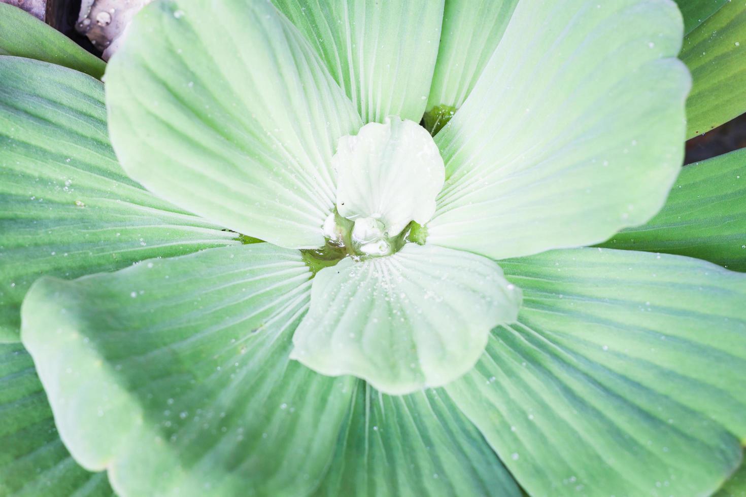 primer plano, de, un, planta de hojas verdes foto