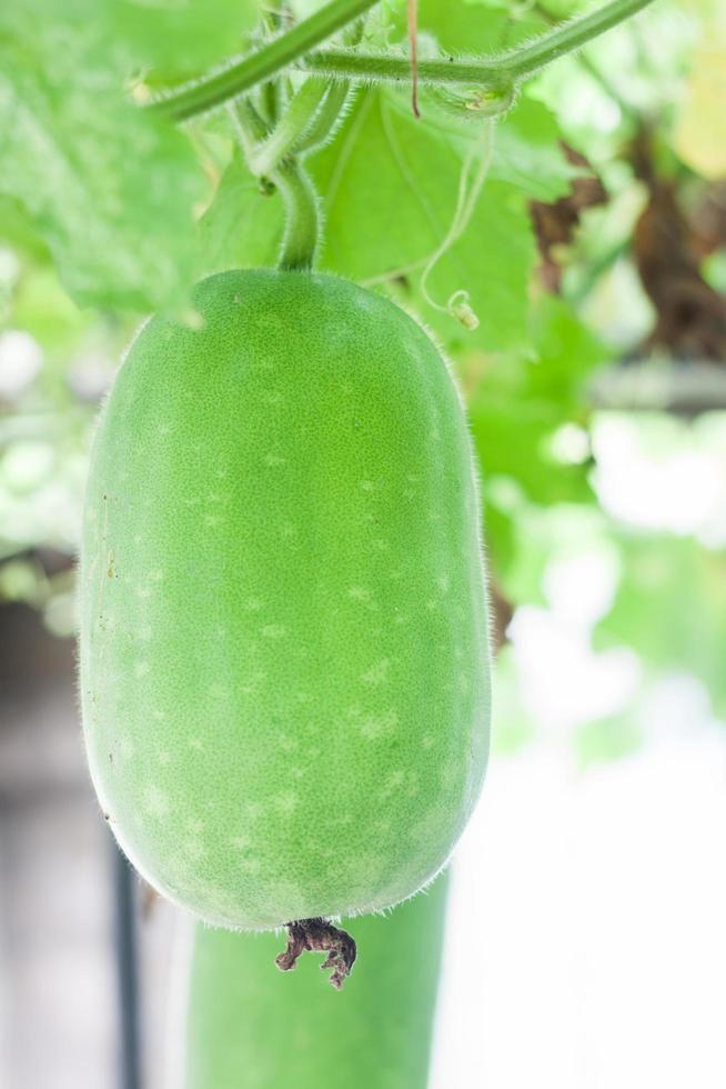 Melons hanging from a branch photo