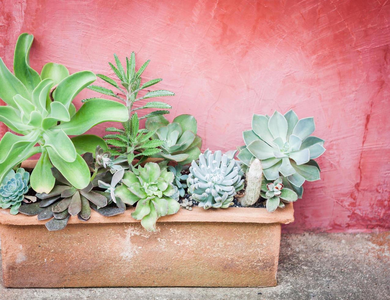 Potted cacti against a red wall photo