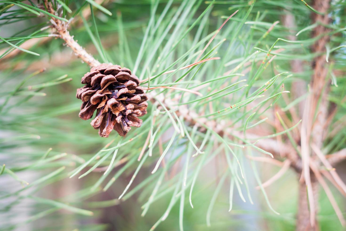 Pinecone on a tree photo