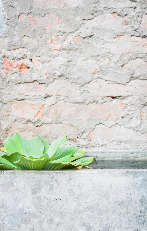 Potted plant in a gray container photo