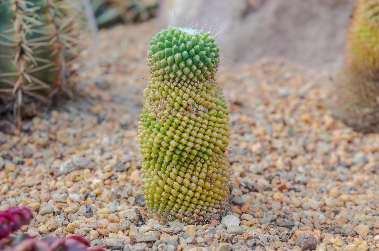 Small cactus plant photo
