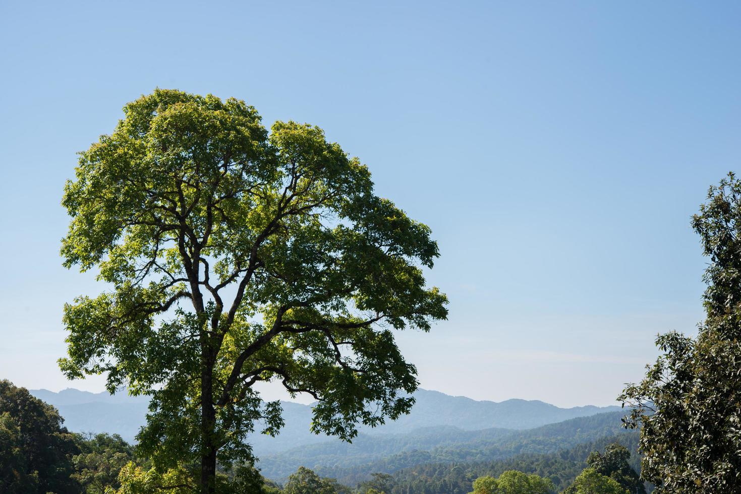 Mountains under mist in the morning with large tree photo