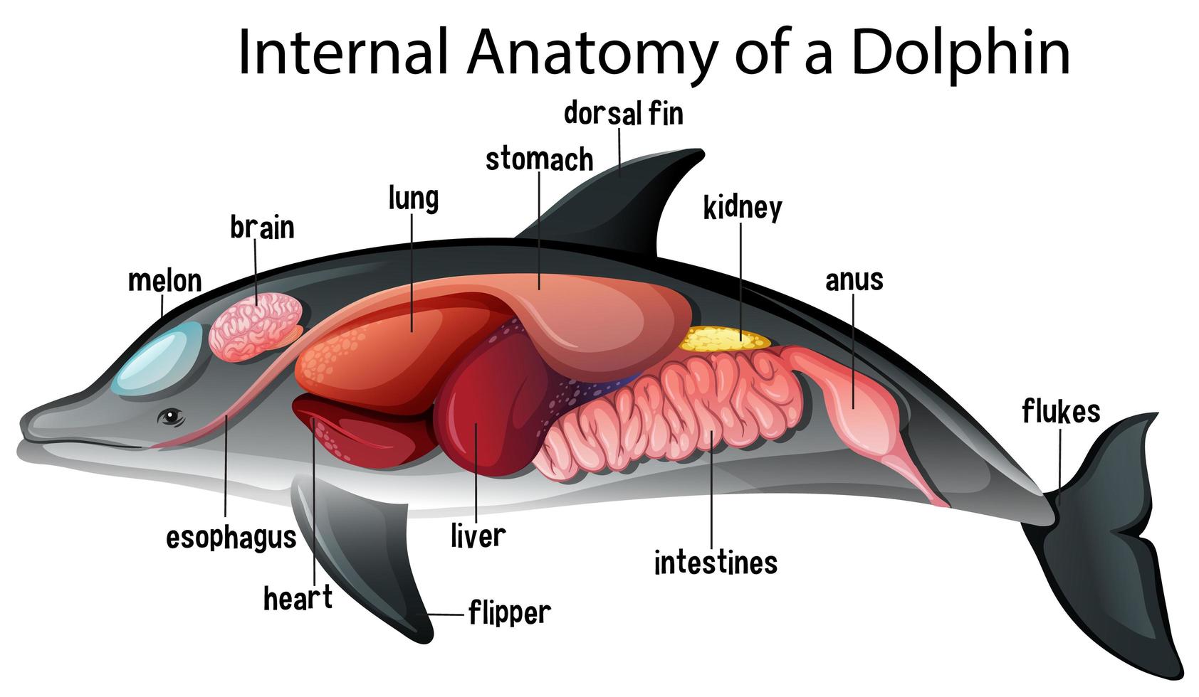 Internal Anatomy of a Dolphin vector