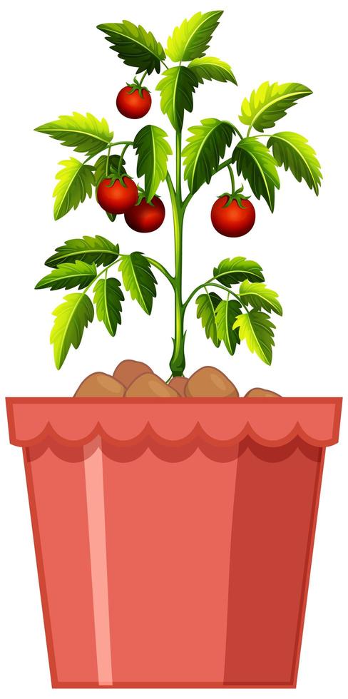 Planta de tomates en maceta roja aislado sobre fondo blanco. vector