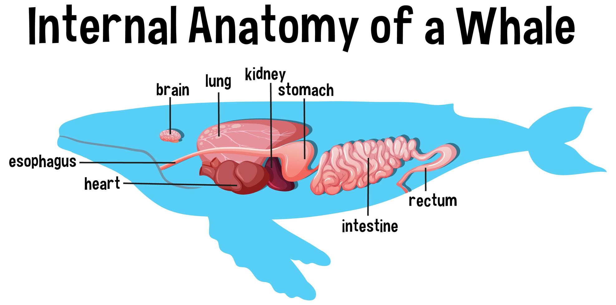 anatomía interna de una ballena con etiqueta vector