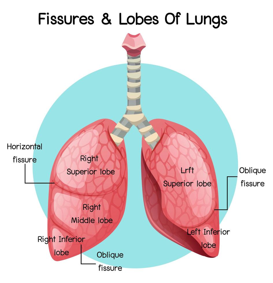 Fissures and lobes of lungs vector