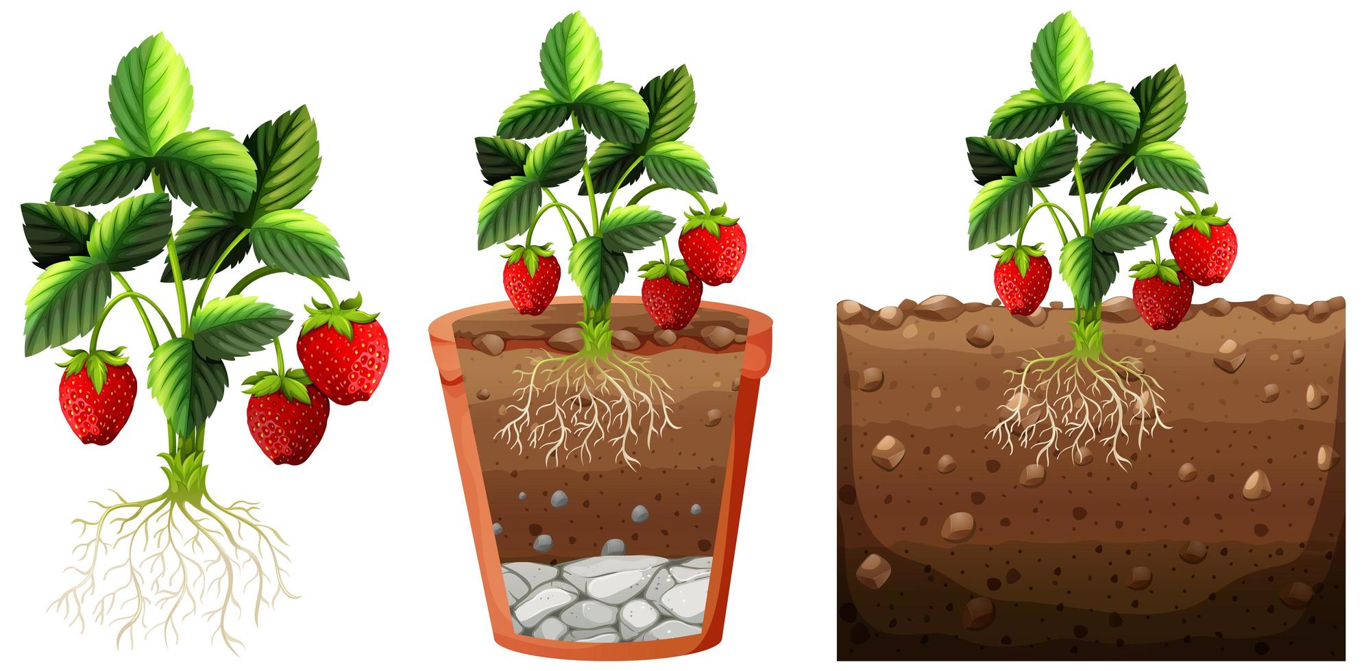 Conjunto de planta de fresa con raíces aisladas sobre fondo blanco. vector