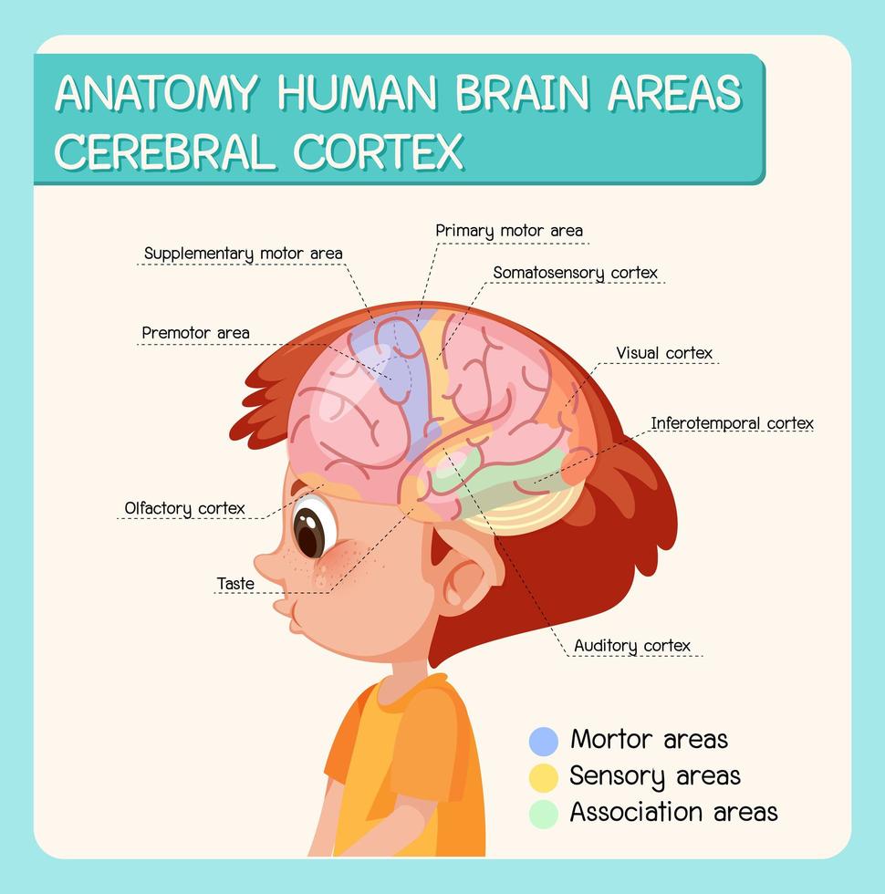 Anatomía áreas del cerebro humano corteza cerebral con etiqueta vector