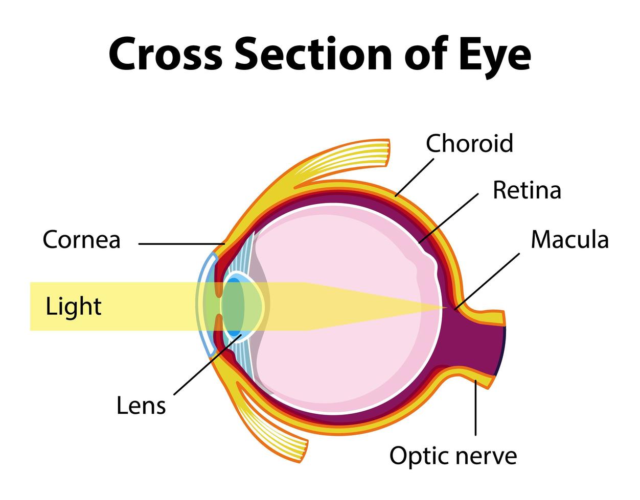 Human eye anatomy with cross section of eye diagram 1783141 Vector Art