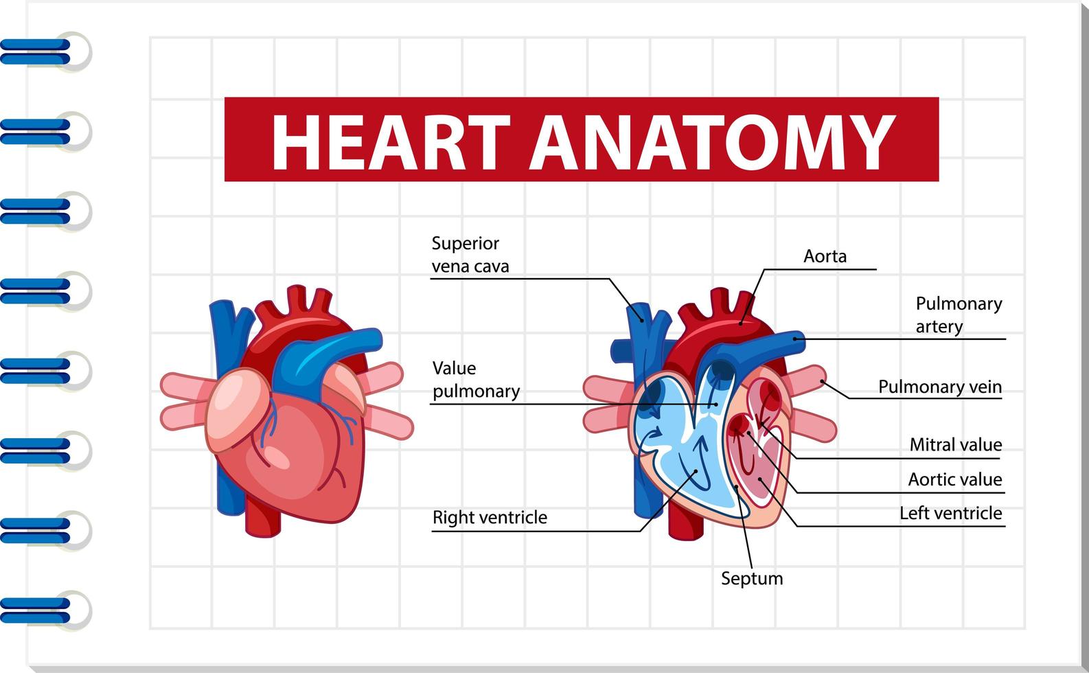 Information poster of human heart diagram vector