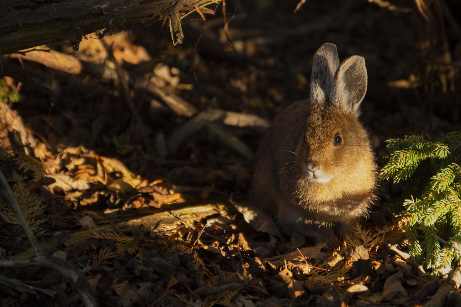 Rabbit in the forest photo