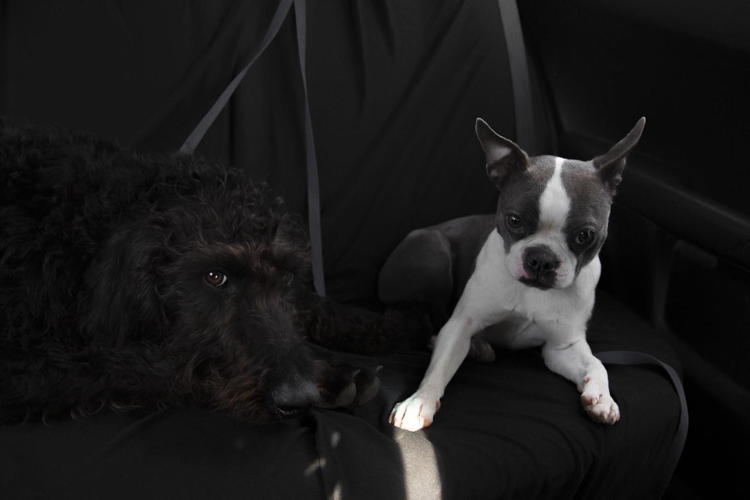 dos perros sentados en una silla foto