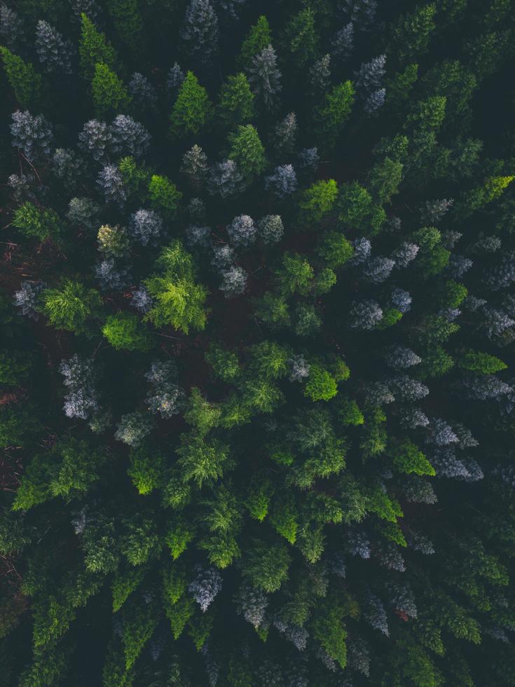 fotografía aérea de pinos foto