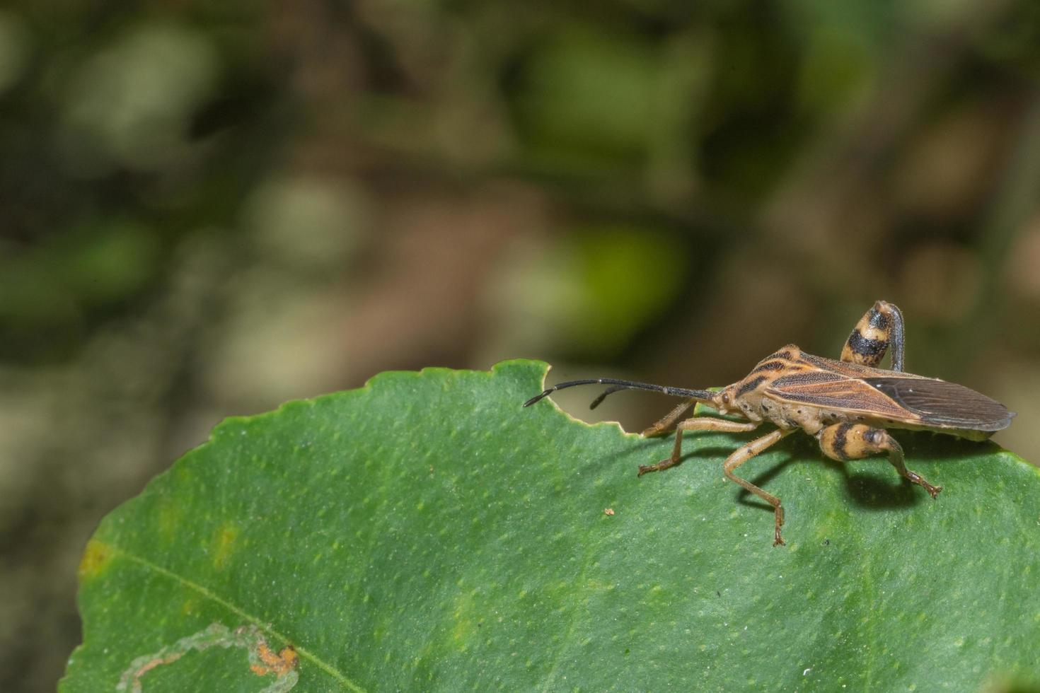 insecto hemiptera, primer plano foto