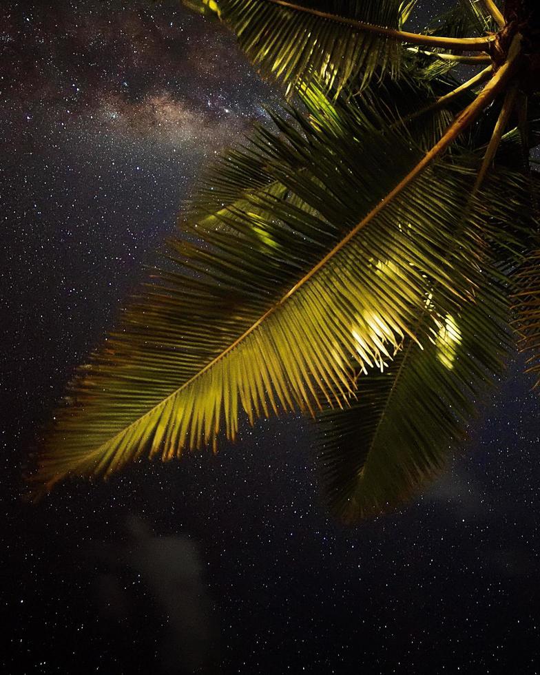 Low-angle photography of green coconut tree during night time photo