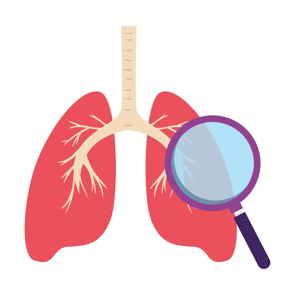 pulmones, órgano, con, lupa, aislado, icono vector