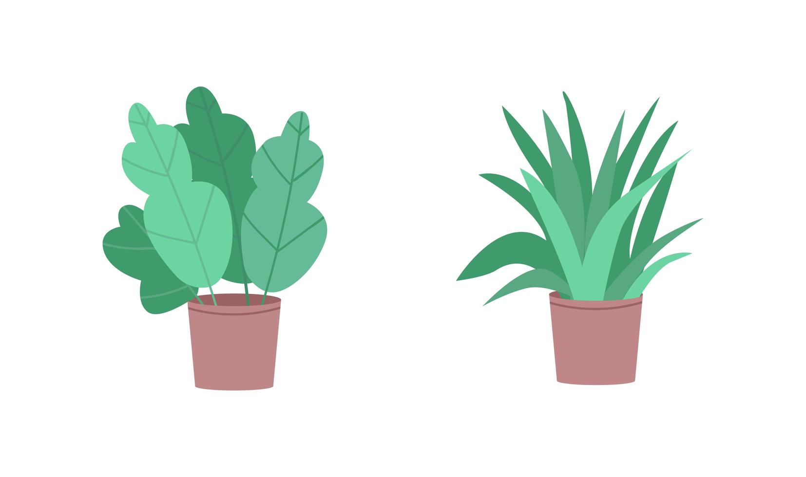 Tropical houseplants flat color vector object set