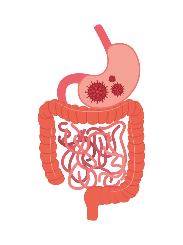 Covid 19 virus inside stomach vector design