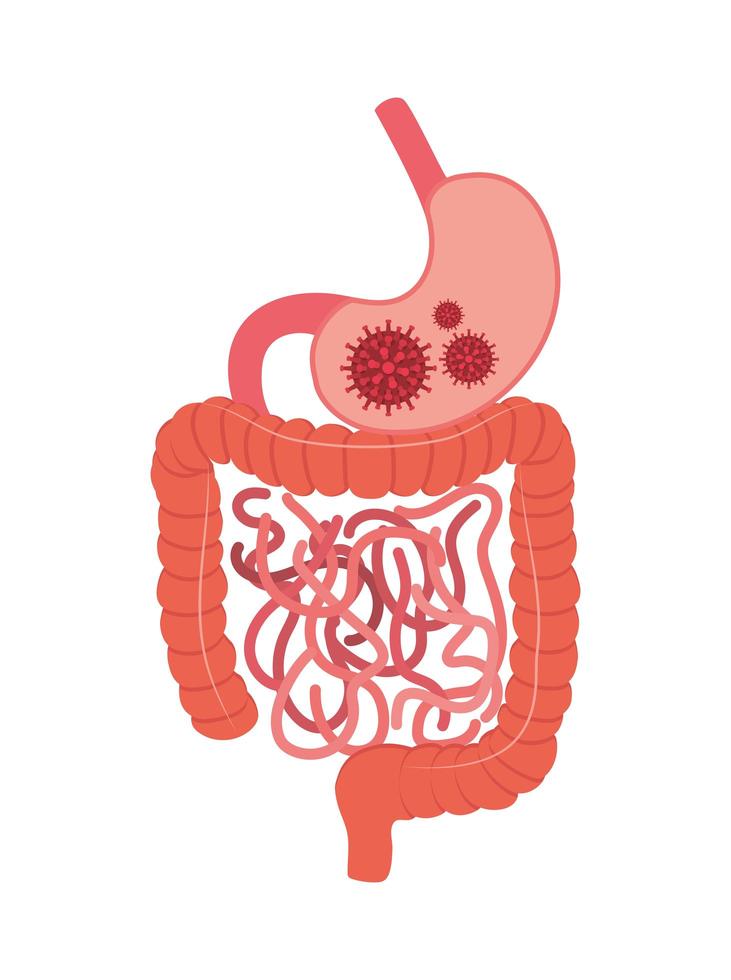 virus covid 19 dentro del diseño vectorial del estómago vector