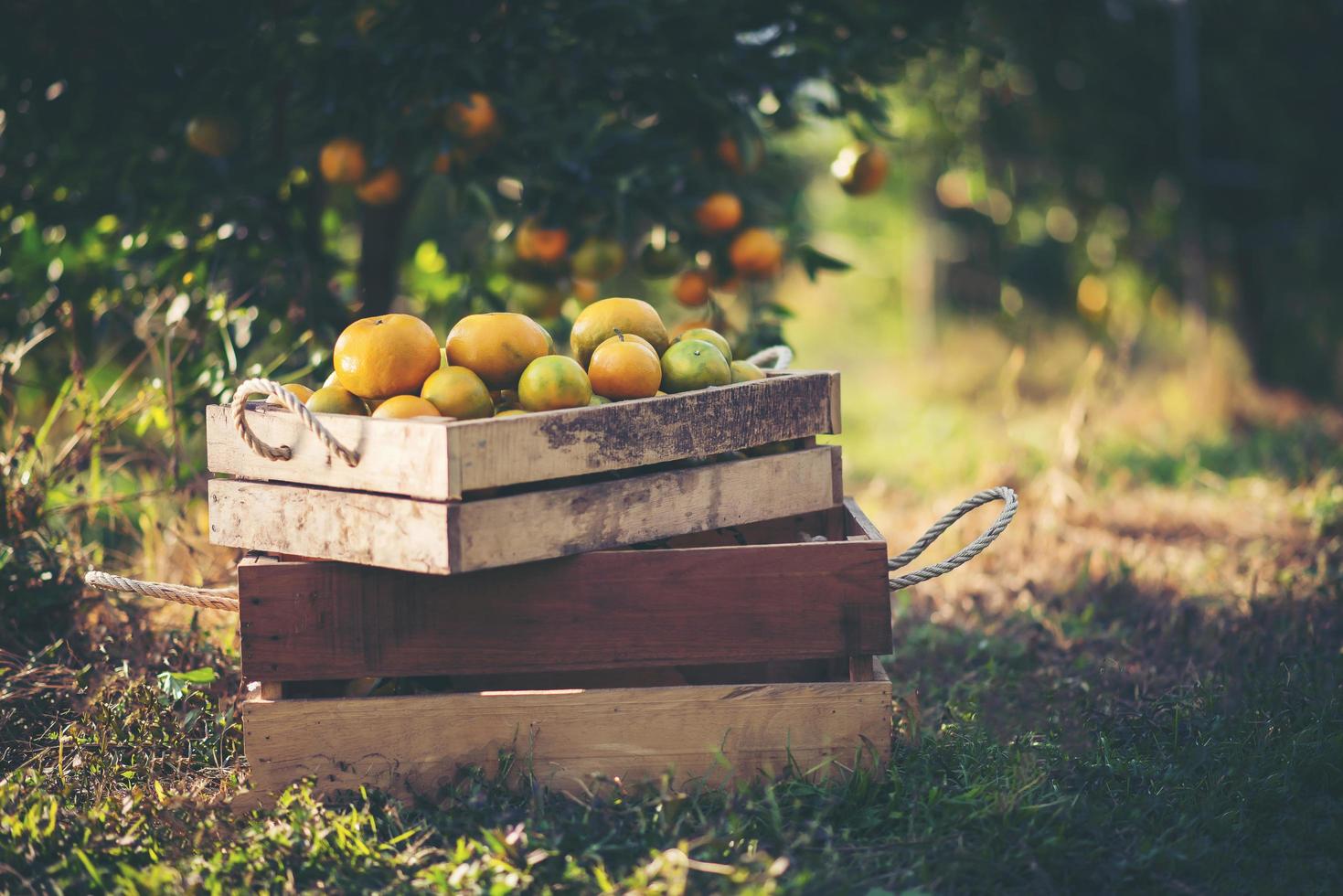 Fresh picked oranges photo