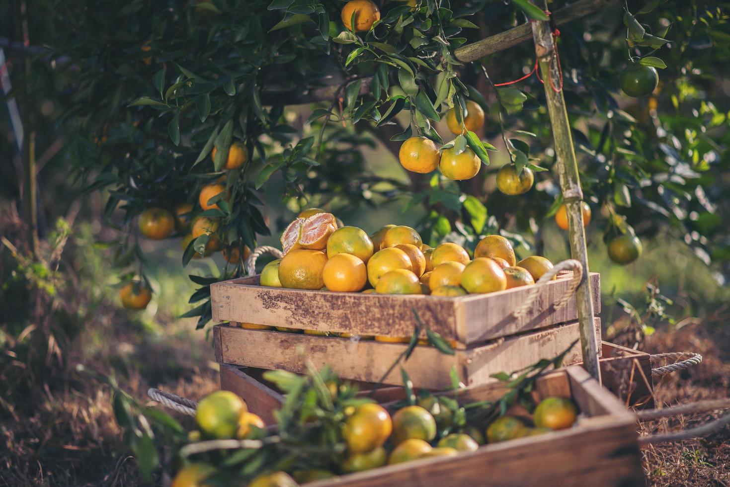 naranjas frescas recogidas foto