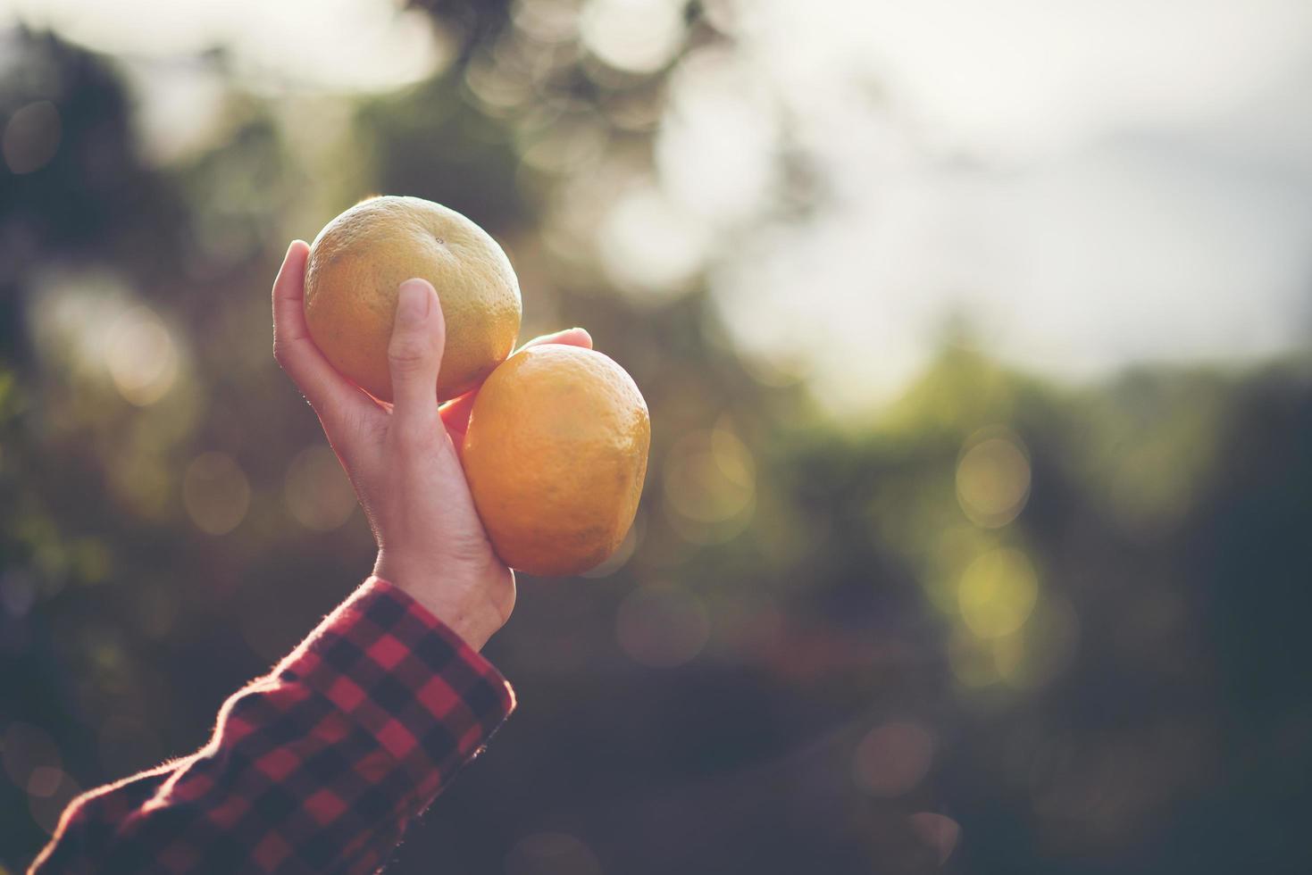 mano sosteniendo naranjas frescas bajo el sol foto