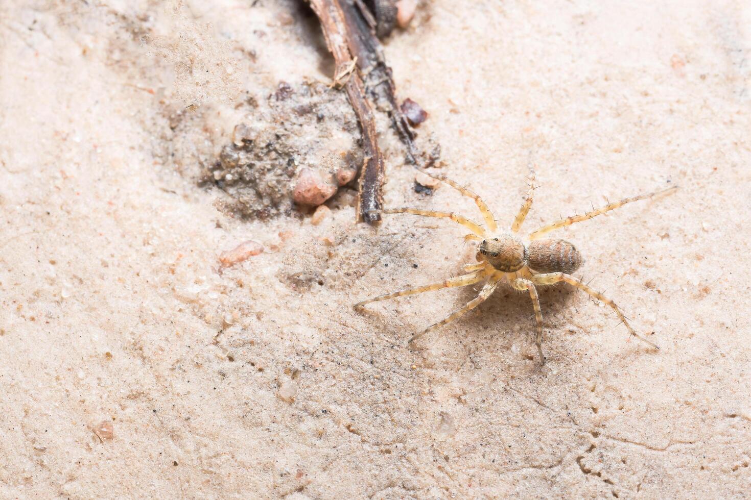 araña en el suelo foto