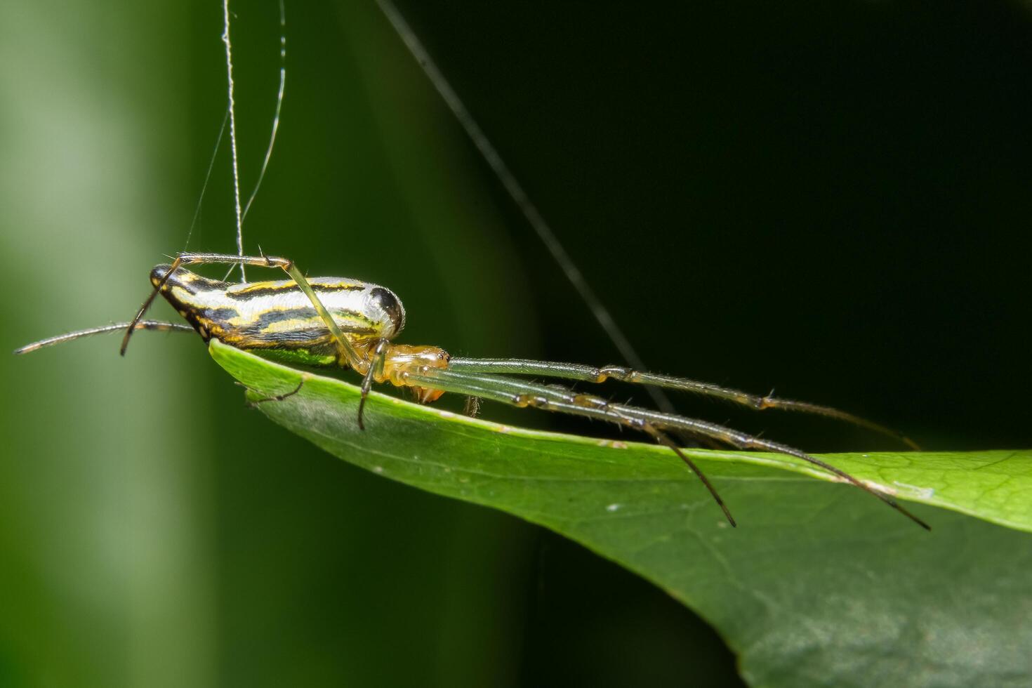 araña en una hoja foto