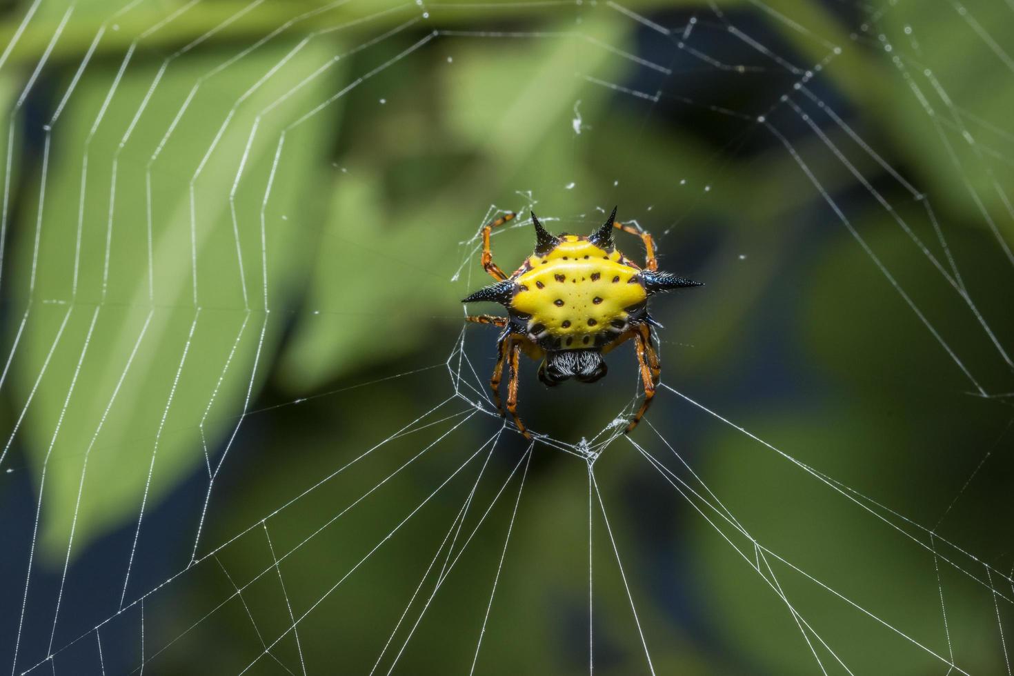 araña, foto de primer plano