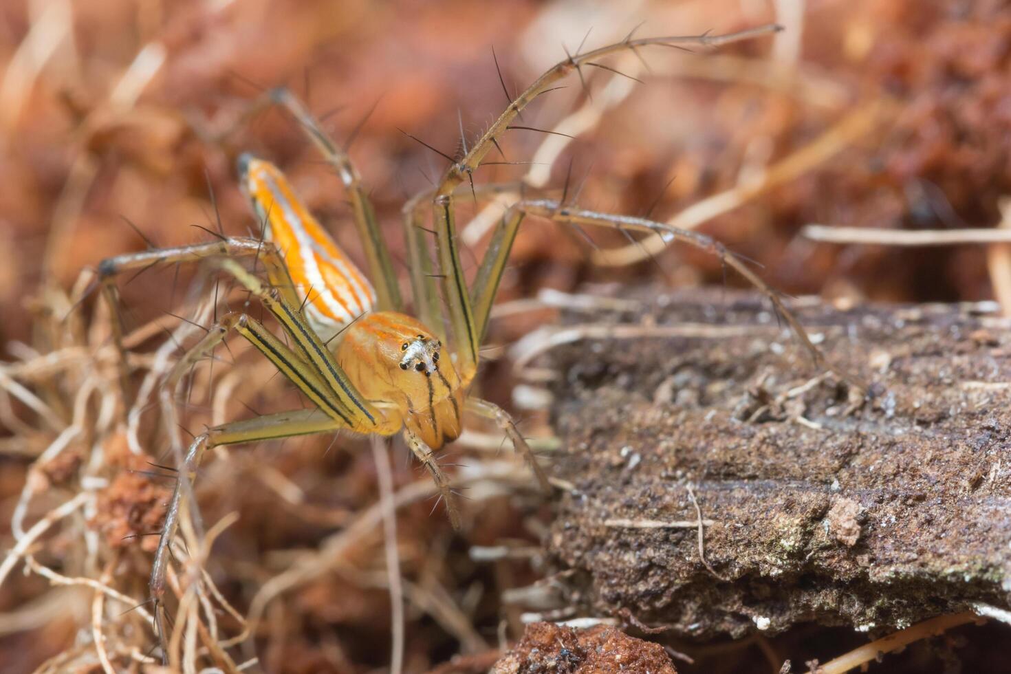 Spider, close-up photo