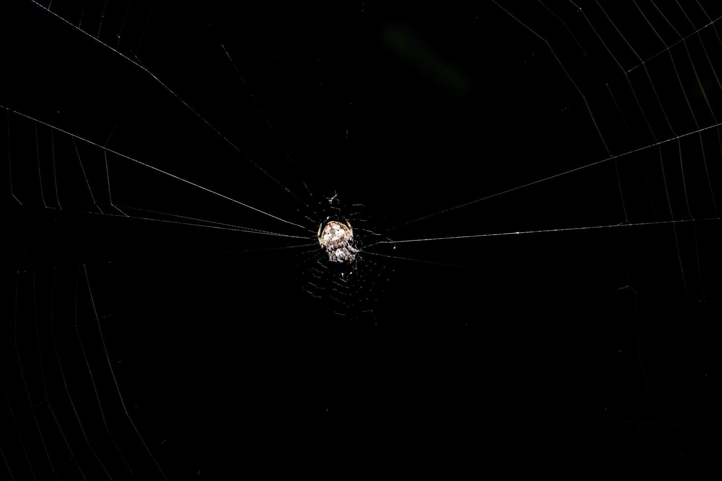 Spider in the spider web photo