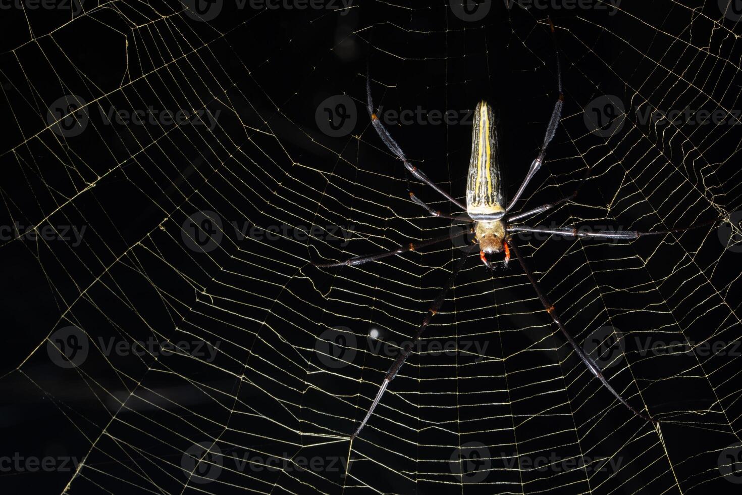 A spider with a long tail is sitting on its web photo
