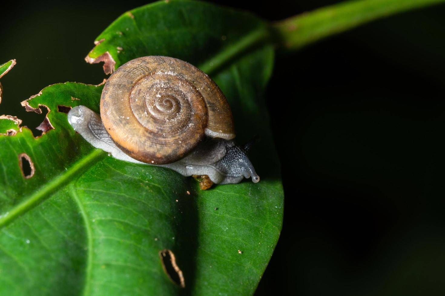 caracol en una hoja verde foto