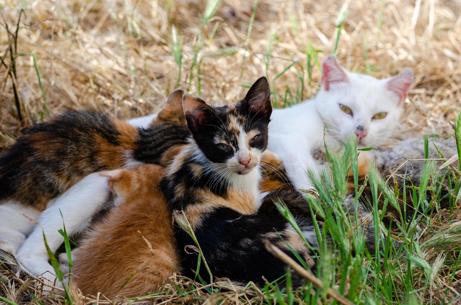 Kittens feeding from their mother photo